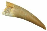 Fossil Plesiosaur (Zarafasaura) Tooth - Morocco #297995-1